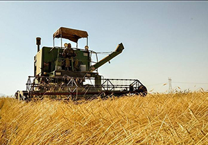 کاهش ۱۲ درصدی برداشت گندم در فارس