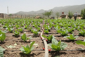 راندمان آبی کشور ۱۷ درصدکمتر از میانگین جهانی