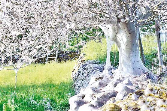 عجیب&zwnj;ترین درخت ابریشمی + عکس