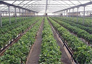 استفاده از کشت های گلخانه ای بهترین راهکار در شرایط کم آبی