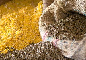 خوراک آبزیان چهارمحال و بختیاری به ۶ کشور صادر می&zwnj;شود