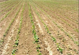 کشت نشایی چغندر قند برای اولین بار در اردبیل