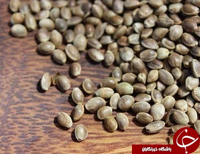 همه چیز درباره خواص جادویی شاهدانه/ از خواص لاغری و انرژی زا شاهدانه چه می&zwnj;دانید؟!
