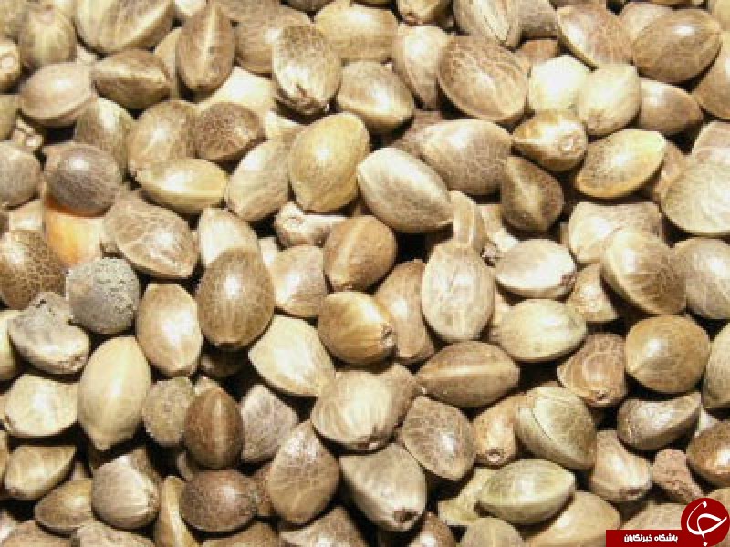 همه چیز درباره خواص جادویی شاهدانه/ از خواص لاغری و انرژی زا شاهدانه چه می&zwnj;دانید؟!