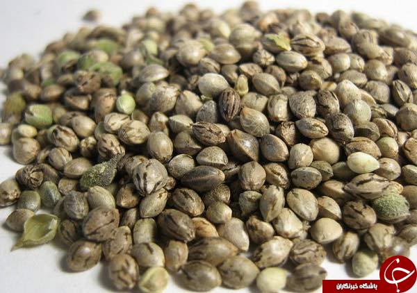 همه چیز درباره خواص جادویی شاهدانه/ از خواص لاغری و انرژی زا شاهدانه چه می&zwnj;دانید؟!