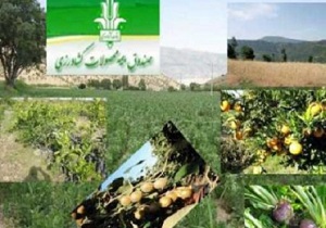 چتر حمایتی بیمه برای۳۱ هزار هکتار اراضی زراعی و باغی خراسان جنوبی