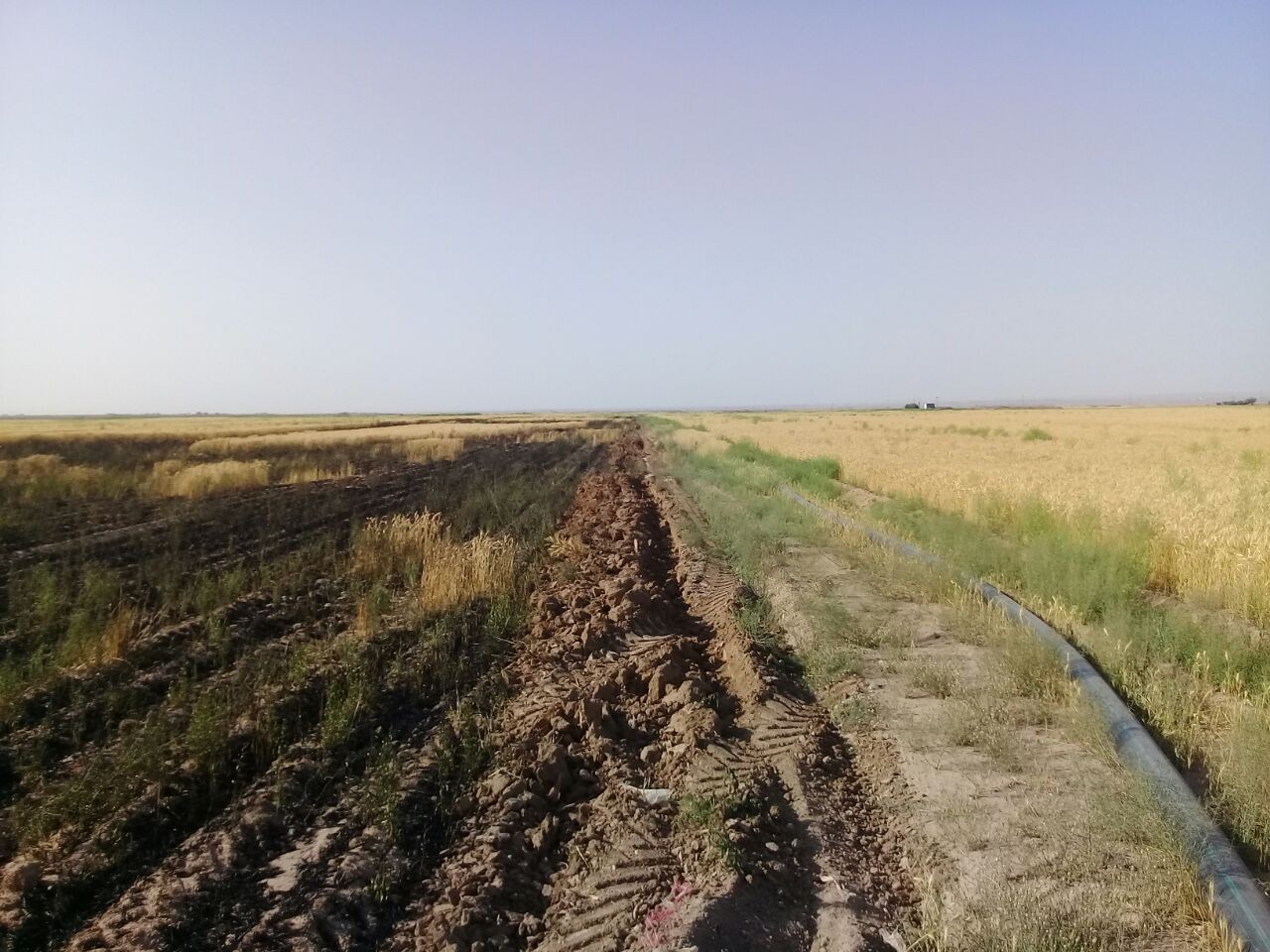 بیش از ۱۰ هکتار از مزارع گندم تربت جام در آتش سوخت