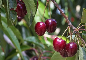 آغاز برداشت میوه&zwnj;های تابستانی در چهارمحال و بختیاری