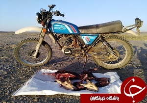 کشف و ضبط لاشه دو رأس بره جبیر در طبس