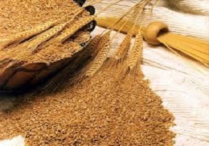 آغاز خرید گندم و کلزا در آذربایجان شرقی