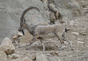 جریمه میلیونی ۲ شکارچی متخلف در رودبار