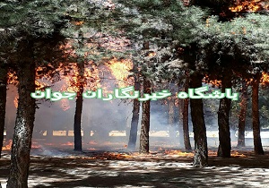حریق گسترده در پارک جنگلی بیرجند