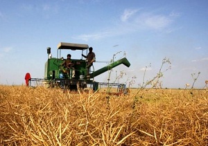 پیش بینی برداشت ۲ هزار و ۵۰۰ تن کلزا در استان مرکزی
