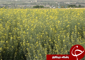 کاهش ۴۴۰ تنی برداشت کلزا در شهرستان پل‌دختر