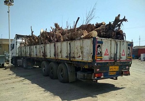کشف۳۰ تن چوب قاچاق در زاهدان /یک  متخلف دستگیرشد