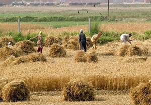 افزایش ٧.٧ درصد تورم قیمت تولید کننده زراعت و دامداری سنتی