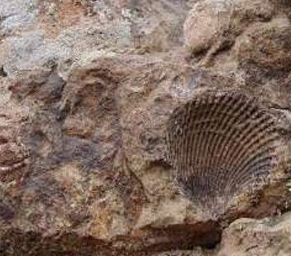 انتقال فسیل&zwnj;های ۶۵ میلیون ساله به موزه تربت حیدریه