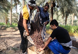 ۹۰ درصد مطالبات خرماکاران پرداخت شده است