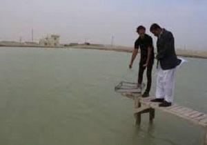 ذخیره سازی ۱۲۵ میلیون پست لارو میگو در استخر‌های چابهار