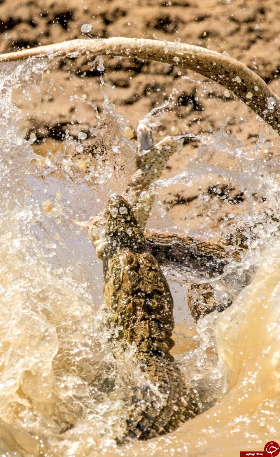 جدال مرگبار افعی راسل غول پیکر با کروکودیل + تصاویر
