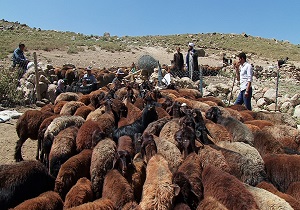 ممنوعیت ورود دام عشایر به مراتع سهند