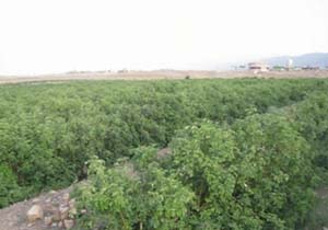نمایی از گلستان گل‌محمدی در کاشان + فیلم