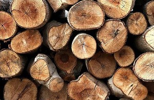 توقیف یک دستگاه کامیون حامل چوب قاچاق