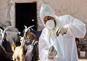 اجرای طرح پایش تب مالت دام در طبس