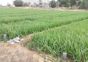 آشنایی زنان روستایی شهرستان بویین زهرا با نحوه کشت سبزی