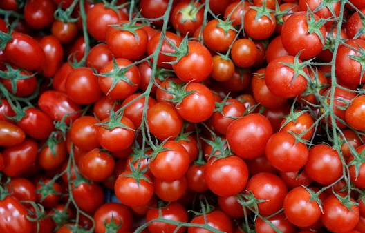 پرورش گوجه&zwnj;فرنگی در وسط بیابان+ فیلم