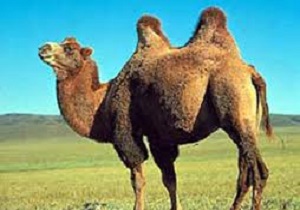 ایران مرکز ذخیره گاه ژنتیکی شتر دوکوهانه در خاورمیانه است