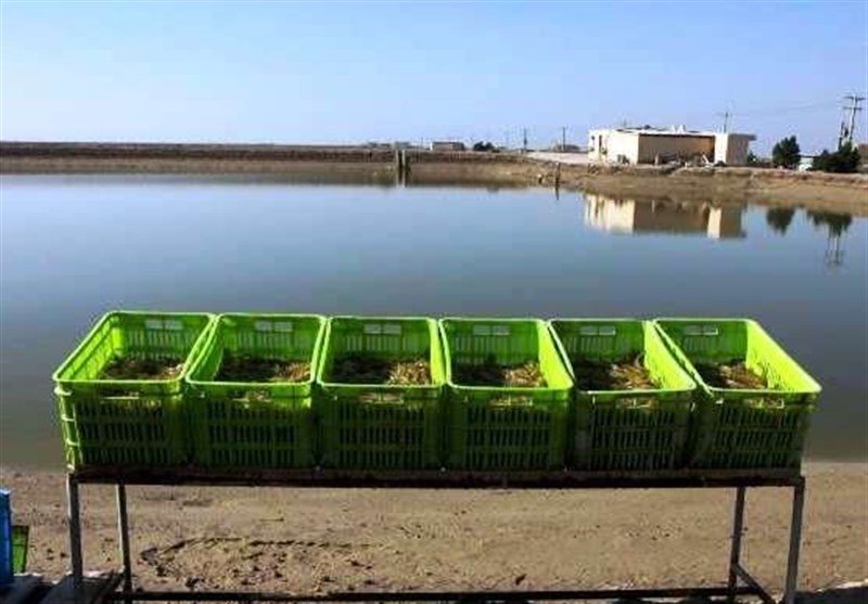 سرمایه گذاری ۱۵۰۰ میلیارد ریالی در سایت پرورش میگو شیف و دلوار