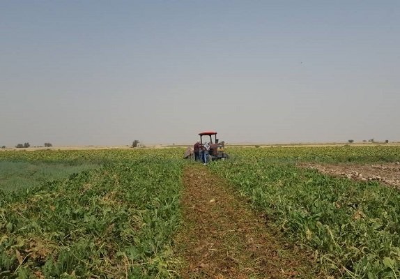 از کاشت چغندر قند در تنگستان حمایت می&zwnj;شود