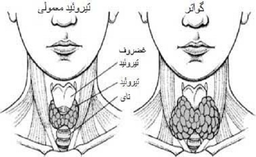 دانه تلخ زردآلو را نخورید&nbsp;/ بدترین شکستگی ها کدام است/ خطر دود کباب برای سلامتی/ نمک هایی که برای سلامتی مضر اند