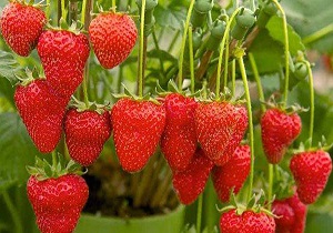 تولید ۶۴۰ تن توت فرنگی در استان قزوین