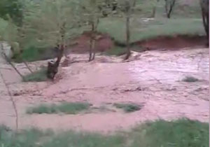 جاری شدن سیل در روستای "کبودچشمه" + فیلم