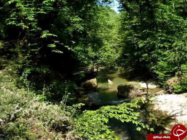 چشم&zwnj;اندازی از طبیعت زیبای پلنگ دره در سوادکوه + تصاویر