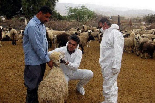آخرین وضعیت شیوع تب کنگو در کشور/ هشدارهایی كه برای پيشگيری از تب کنگو بايد جدی گرفته شود