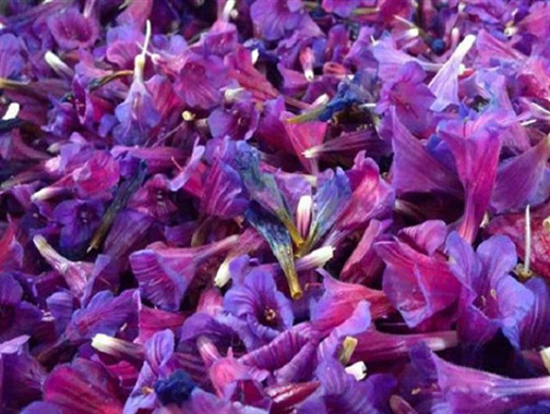 تولید گل محمدی و گل گاو زبان در روستای وامنان گلستان