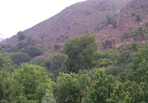 گوشه‌ای از طبیعت بهاری در روستای زیبای گرینه + فیلم