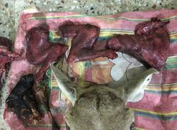 به دام افتادن شکارچیان غیر مجاز درخواف