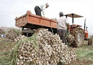 افزایش 30 درصدی سطح زیرکشت سیر در بهار