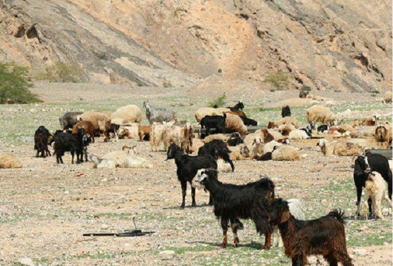 سارقان احشام در دشتی بوشهر دستگیر شدند