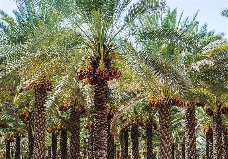 بیش از ۱.۴ میلیون تن محصولات در استان بوشهر تولید و صادر شد