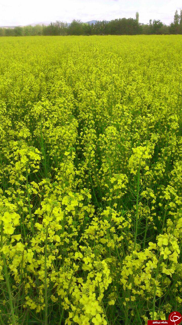 نمایی دیدنی از گلزار زیبا در باروق + تصاویر