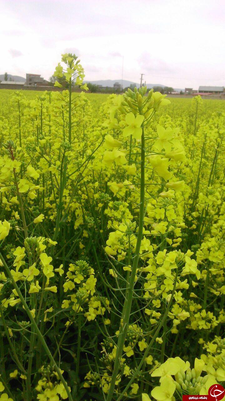 نمایی دیدنی از گلزار زیبا در باروق + تصاویر