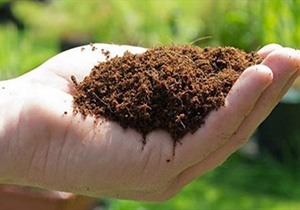 استفاده از کود مرغی در کشاورزی خطری جدی برای محیط زیست دلفان