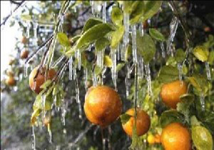 خسارت به 5 هزار هکتار از زمین‌های زراعی استان اصفهان