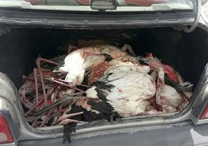 شکار غیرمجاز ٢٢ قطعه فلامینگو در زابل