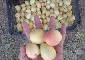 برداشت زردآلو در باغات خاتم آغازشد
